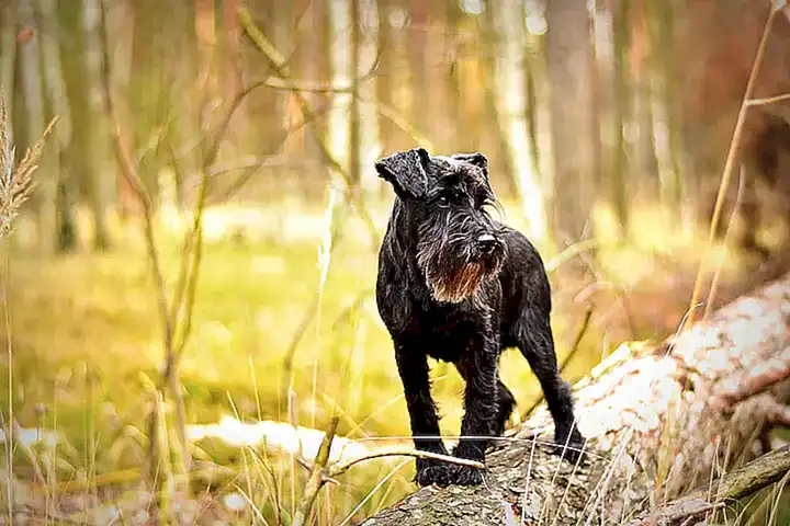 Cuidados del pelo del Schnauzer Miniatura