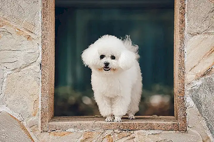 Cuidados específicos para cada raza de bichón