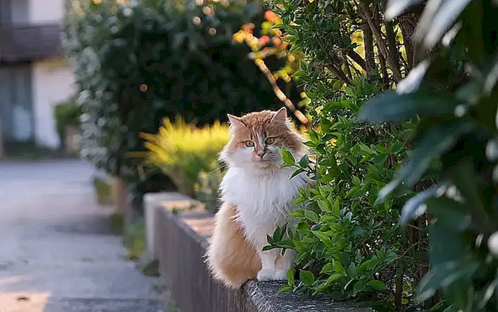 Cuidados específicos para gatos de pelo largo