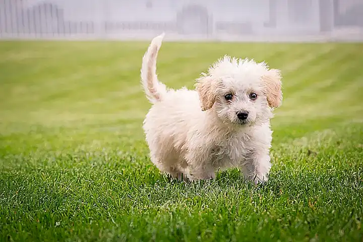 Cuidados recomendados para mantener la adorabilidad de un cachorro de raza