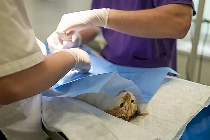 Cuidados veterinarios y esterilización