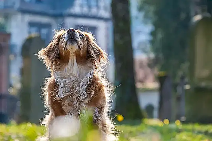 Cuidados y necesidades de los perros mestizos