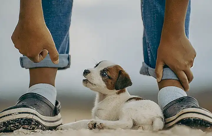 Cuidados y necesidades del Jack Russell Terrier Mini