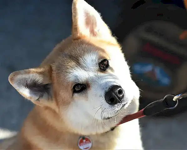 Cuidados y necesidades específicas del Akita Inu