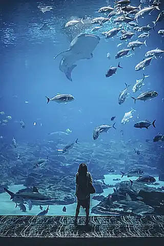 Decoración y paisajismo para un acuario atractivo