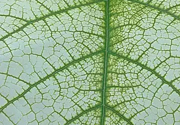 composicion-del-tratamiento-capstar_h2_518.webp
