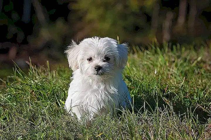 Desarrollo del perro joven