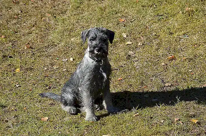 Descripción del estándar de la raza Schnauzer estándar