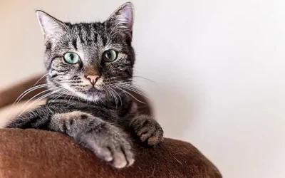 caracteristicas-del-gato-munchkin_h2_323.webp