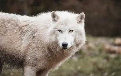 historia-y-distribucion-de-la-arana-lobo_h2_482.webp