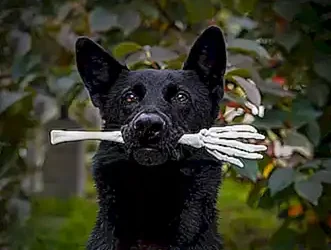 caracteristicas-fisicas-y-psicologicas_h2_428.webp