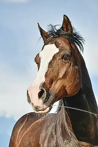 Descubriendo lugares fascinantes del mundo con Caballo cuarto de milla