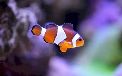 plantas-marinas_h2_862.webp