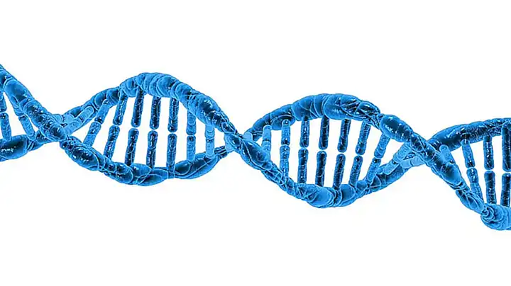 Diferencias en la estructura cromosómica entre especies