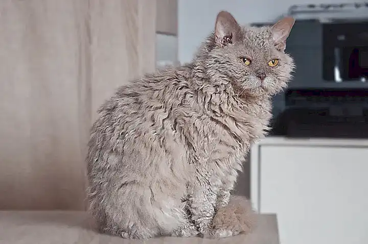 Diferencias entre el pelaje del Selkirk Rex y el de una oveja
