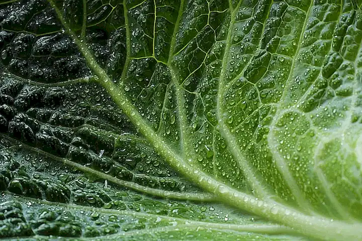 Ecología