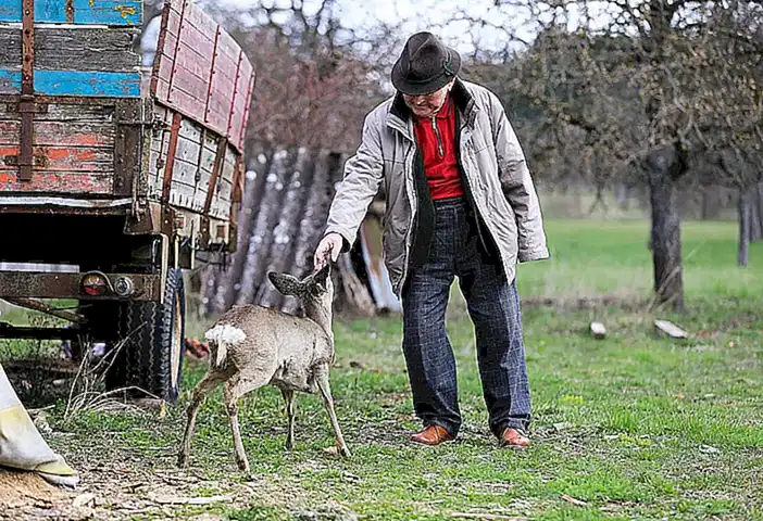 Ecuación para calcular la edad de un gato en años humanos