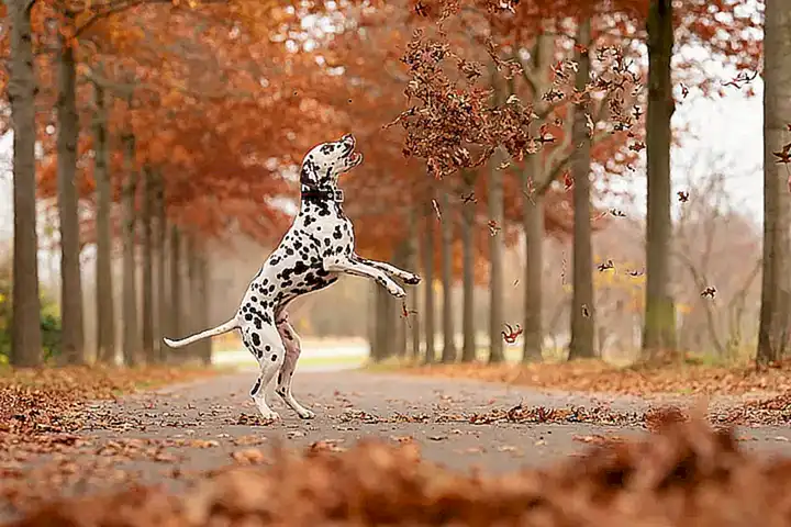 Educar al mundo animal