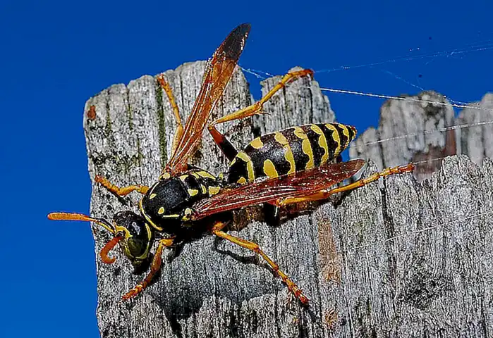 Ejemplos de avispas en el mundo natural