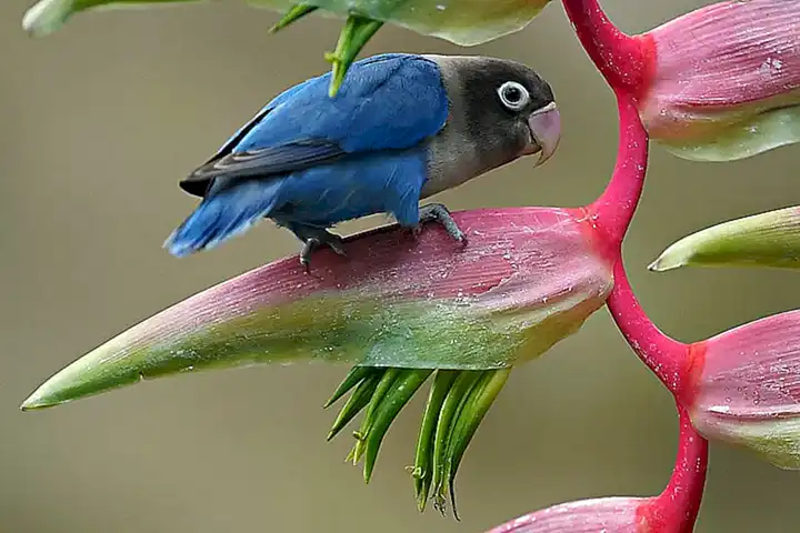 El agaporni en la naturaleza