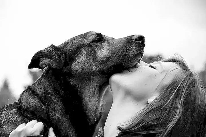 El amor incondicional de los perros