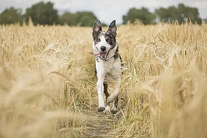El atractivo de Correr para perros