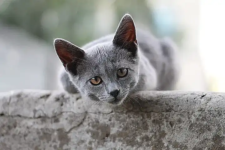 El British Shorthair