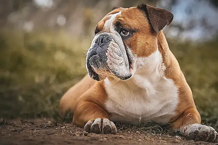 El Bulldog Americano como perro de compañía