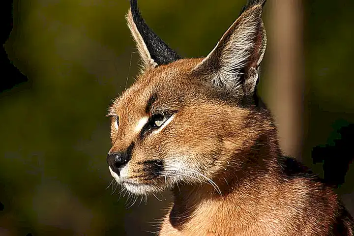 El caracal en comparación al lince