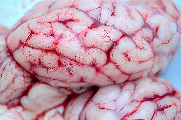 El cerebro y las capacidades mentales