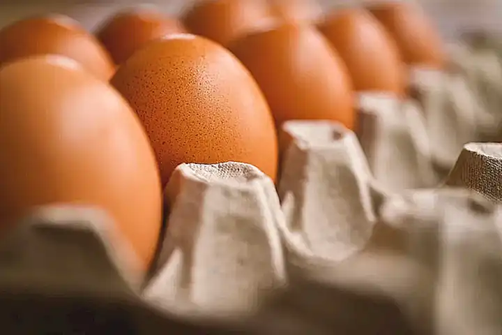 El ciclo natural de la puesta de huevos en gallinas salvajes