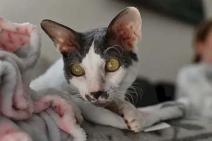El Cornish Rex