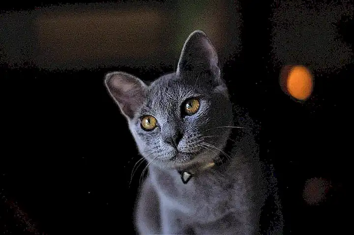 El desarrollo y la genética de los gatos híbridos
