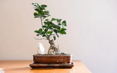 los-cuidados_h2_337.webp