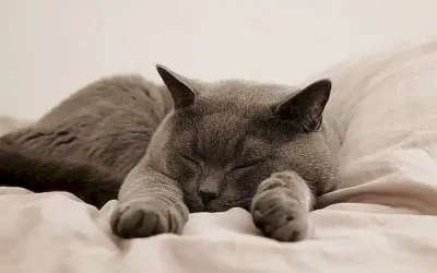 el-papel-del-factor-hereditario-en-la-prevencion-de-enfermedades_h2_350.webp