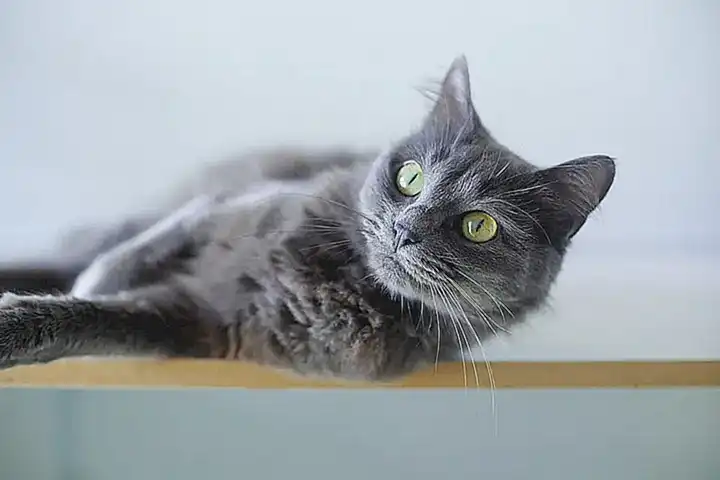 El gato Bombay como mascota ideal para convivir con niños