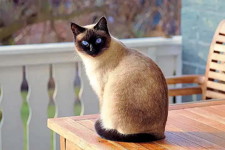 El gato siamés