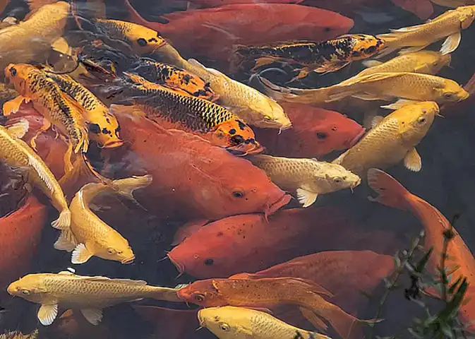 El impacto positivo de los peces de estanque en el ecosistema