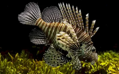 caracteristicas-unicas-de-los-peces-de-agua-fria_h2_824.webp