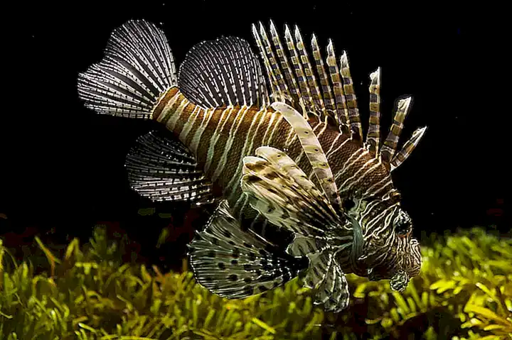 caracteristicas-unicas-de-los-peces-de-agua-fria_h2_824.webp