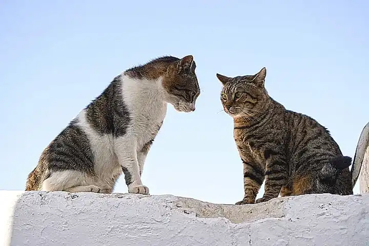 El lenguaje corporal para comprender la intención del gato