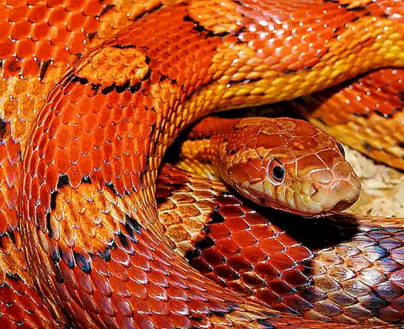 El misterio de las serpiente del maíz