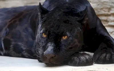 melanismo-en-leopardos-y-jaguares_h2_1708.webp