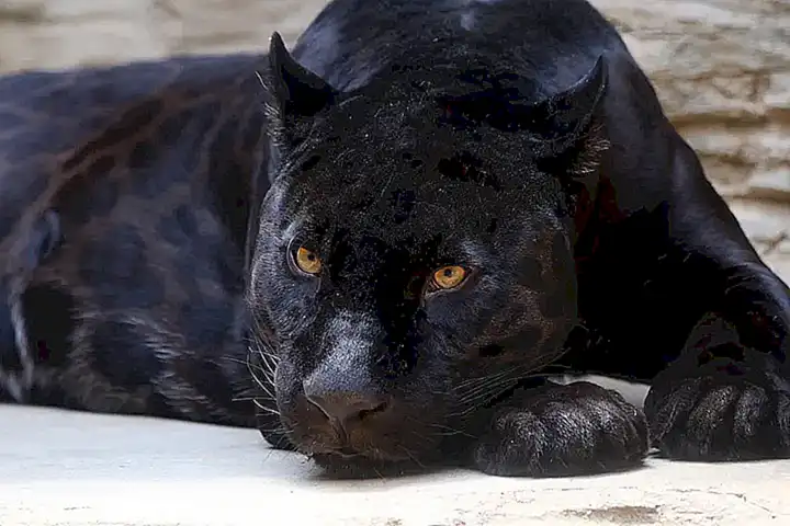 melanismo-en-leopardos-y-jaguares_h2_1708.webp