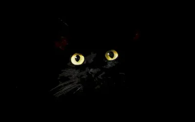 la-importancia-de-la-comunicacion-no-verbal-en-los-gatos_h2_50.webp