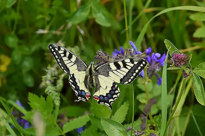 El mundo de las mariposas