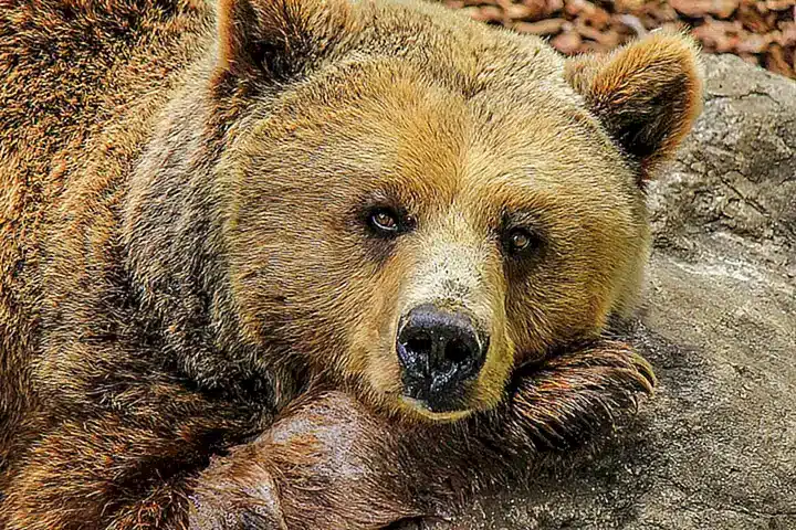 El mundo de los animales en cautiverio
