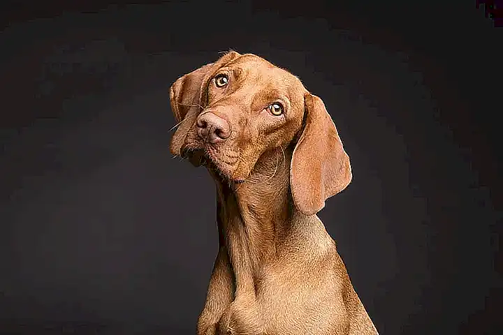 El mundo desde el punto de vista de un perro