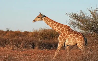 la-digestion-muy-sensible-de-los-caballos_h2_263.webp