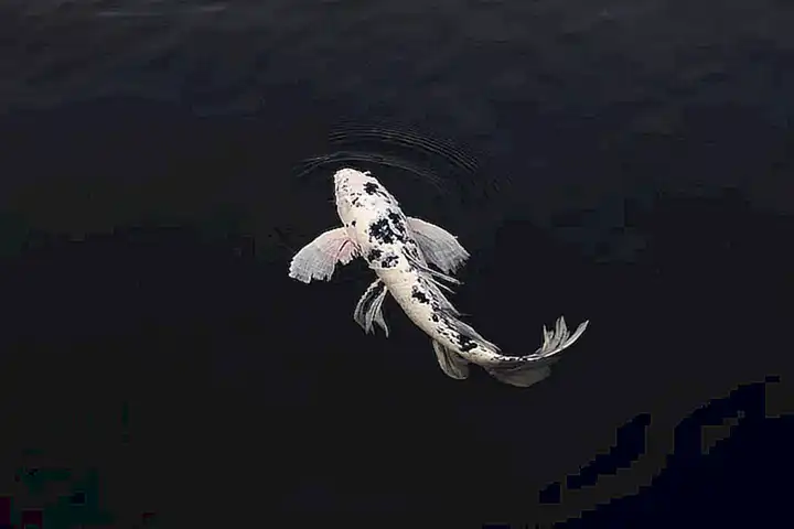 El papel de los invertebrates y peces en la dieta